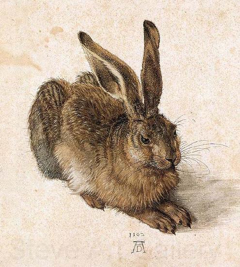 Albrecht Durer Young Hare Norge oil painting art